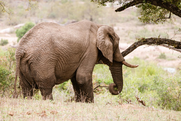 African Elephant (Loxodonta africana) feeding on branches from a tree, taken in South Africa