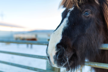 Close-up portrait of an Icelandic horse in a wooden paddock on a farm in winter