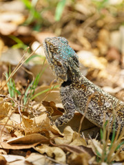 Obraz premium Spiny Agama (Agama hispida) in South Africa