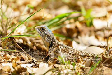 Obraz premium Spiny Agama (Agama hispida) in South Africa