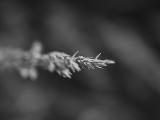 Black and white wheat grass