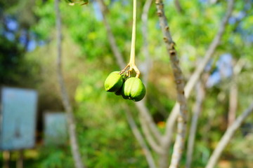 Green jatropha multifida shrub tree