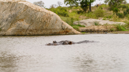 Hippopotamus (Hippopotamus amphibius) in South Africa