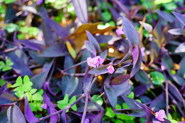 University of South Florida Botanic garden in Spring