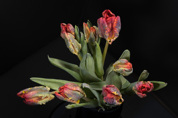 bouquet of tulips