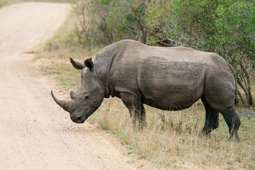 Obraz premium White Rhinoceros (Ceratotherium simum)