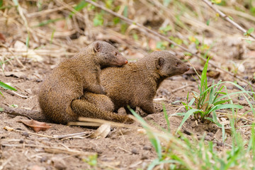 Dwarf Mongoose (Helogale parvula) mating, taken in South Africa