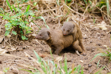 Dwarf Mongoose (Helogale parvula) mating, taken in South Africa