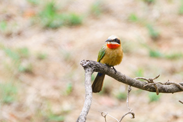 White-fronted Bee-eater (Merops bullockoides)