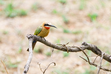 White-fronted Bee-eater (Merops bullockoides)