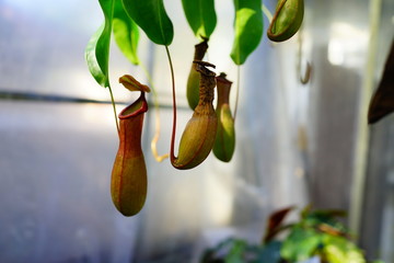 University of South Florida Botanic garden in Spring