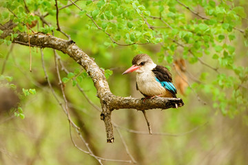 Brown-hooded Kingfisher (Halcyon albiventris) in South Africa