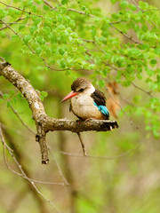 Brown-hooded Kingfisher (Halcyon albiventris) in South Africa
