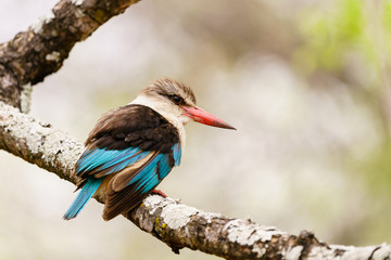 Brown-hooded Kingfisher (Halcyon albiventris) in South Africa