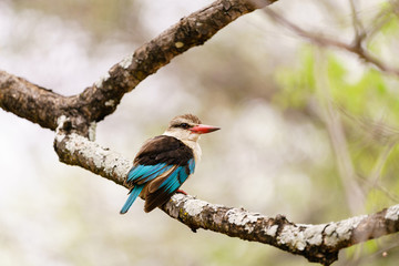 Brown-hooded Kingfisher (Halcyon albiventris) in South Africa