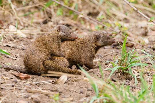 Dwarf Mongoose (Helogale parvula) mating, taken in South Africa