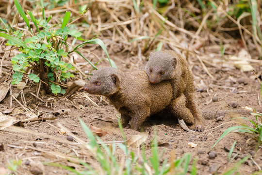 Dwarf Mongoose (Helogale parvula) mating, taken in South Africa