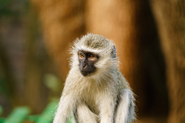 Vervet Monkey (Chlorocebus aethiops), taken in South Africa