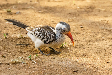 Obraz premium Southern Red-billed Hornbill (Tockus rufirostris)