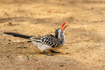 Southern Red-billed Hornbill (Tockus rufirostris)