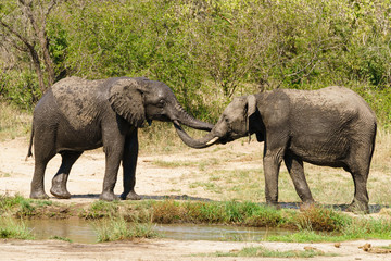 Pair of young African Elephant (Loxodonta africana) at watering hole