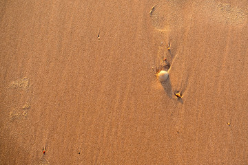 Small Seashells in the Sand on a Beach