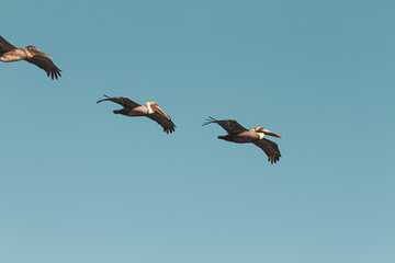 Pelikane im Flug