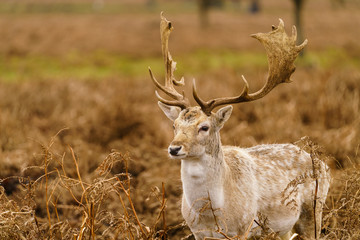 Fallow Deer (Dama dama) stag portrait, taken in UK