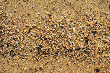 Seashell Textures at the Beach in the Morning Light