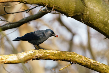 Jackdaw (Corvus monedula) with berry, taken in UK