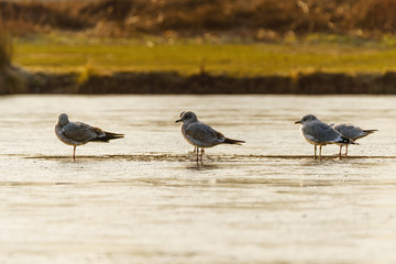 Black-headed gull (Chroicocephalus ridibundus) standing on a frozen pond in early morning light