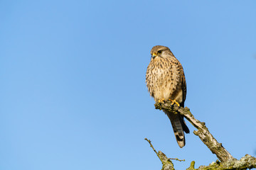 Common Kestrel (Falco tinnunculus) perched on a branch against a bright blue sky