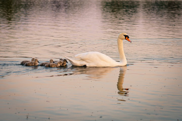 Mute swan (Cygnus olor) adult with cygnets, taken in the UK
