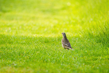 Mistle Thrush (Turdus viscivorus) in grass, taken in England