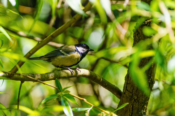 Great Tit (Parus major)
