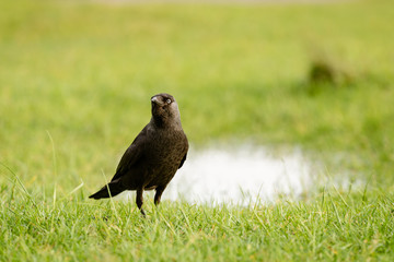 Jackdaw (Corvus monedula) standing in grass, taken in the UK