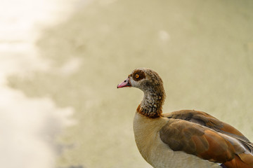Egyptian goose (Alopochen aegyptiacus) looking out over pond, taken in the UK
