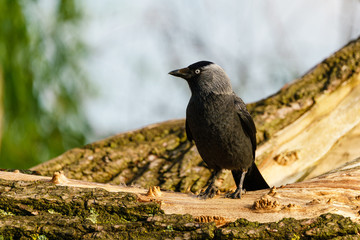 Jackdaw (Corvus monedula) perched on branch , taken in the UK