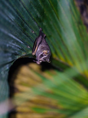 Tent-making Bat (Uroderma bilobatum) roosting in a palm frond, taken in Costa Rica