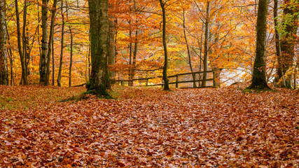 Leaves in Autumn colours cover the ground  in a forest in Perthshire, Scotland