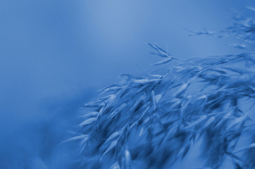 Classic blue background, copy space. Color of the year 2020. Nature floral background.