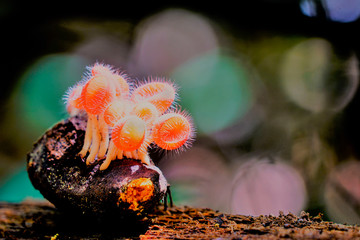 Colorful fungi captured in nature in shallow depth of field