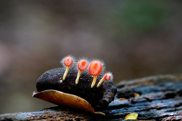 Colorful fungi captured in nature in shallow depth of field