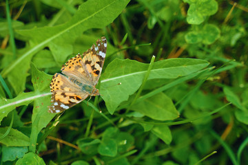 Obraz premium Butterfly on a grass. Fly in the garden.