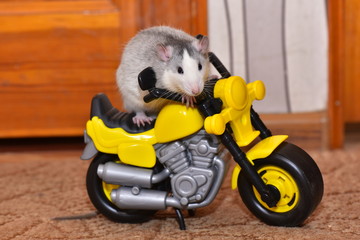 A grey pet rat sits on a toy motorcycle