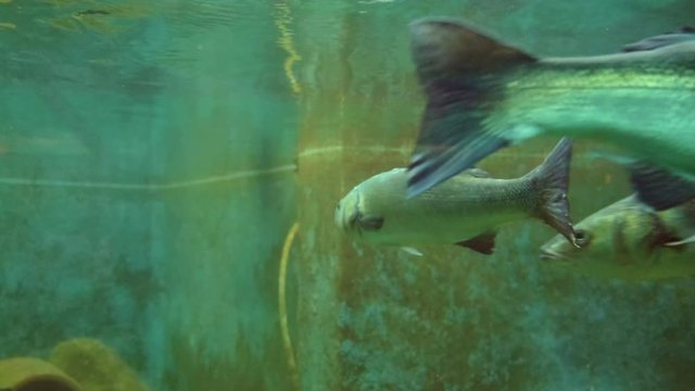 Large fishes in the aquarium. PorRes 422 10 Bit mov.