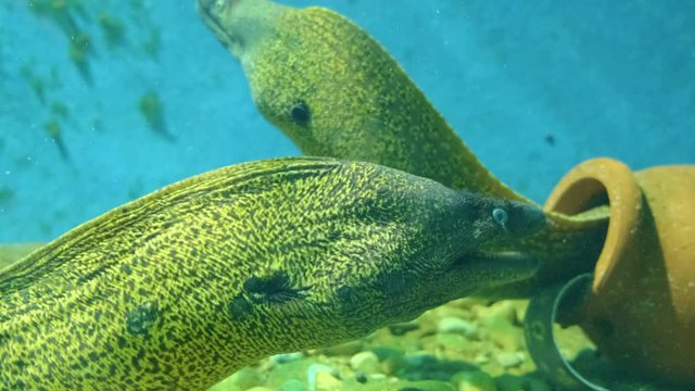Large moray eel in the aquarium. PorRes 422 10 Bit mov.