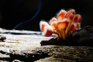 Colorful fungi captured in nature in shallow depth of field