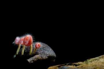 Colorful fungi captured in nature in shallow depth of field