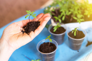 Seeding little plants and sprouts seedling. Plant with soil on palm